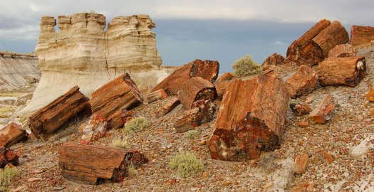 Located in northeastern Arizona, the Petrified Forest is filled with large deposits of petrified wood.